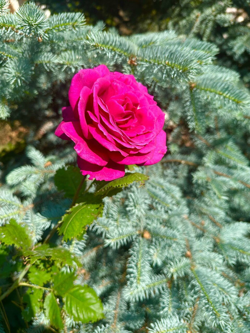 Гостиница Царь Евпатор Евпатория-143