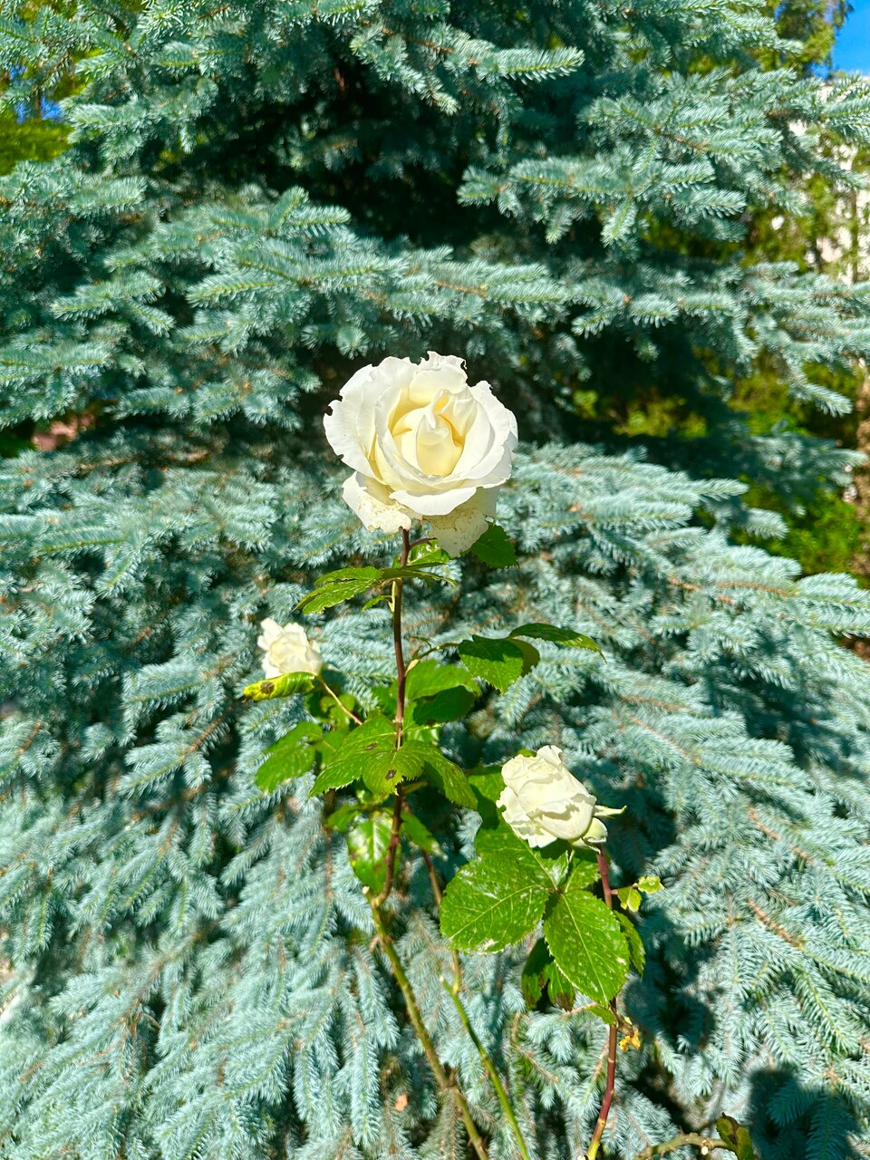 Гостиница Царь Евпатор Евпатория-141